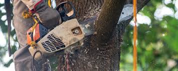 Best Commercial Tree Removal  in Shirley, NY