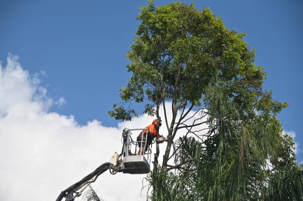 How Our Tree Care Process Works  in  Shirley, NY